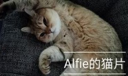 猫二在线观看影片,在线影片精选解析